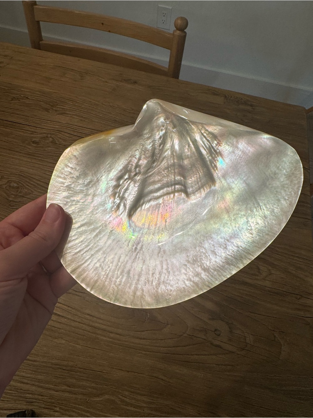 RARE 7.25" × 6.25" Large Mother of Pearl Polished Iridescent Nacre Oyster Shell